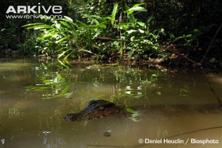 Illustration for article titled Sunday Crocodilian - Paleosuchus palpebrosus Edition